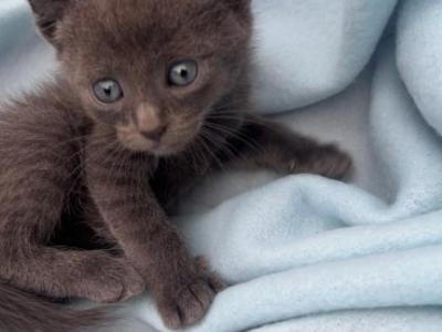 Milo - Russian Blue - Gallery Photo #1