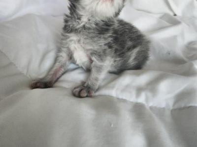 Grey Baby Boy - Persian - Gallery Photo #1