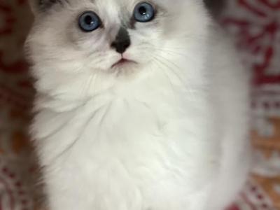 Ice - Ragdoll - Gallery Photo #1