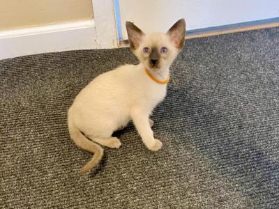 Willows Babies - Siamese - Gallery Photo #1