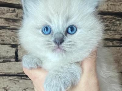 Female Ragdoll Kitty - Ragdoll - Gallery Photo #1