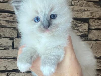 Male Ragdoll Kitty - Ragdoll - Gallery Photo #1