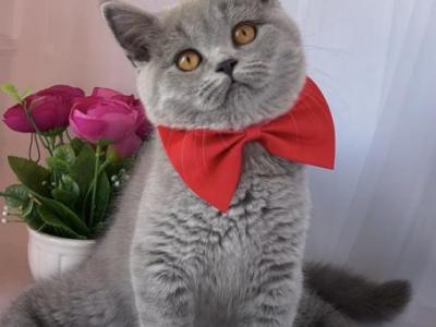 Female Blue Color Spayed - British Shorthair - Gallery Photo #1