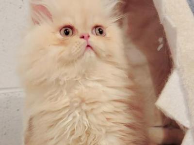 Cheddar - Persian - Gallery Photo #1