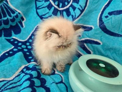 Himalayan Kittens - Himalayan - Gallery Photo #1