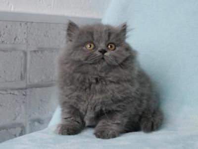 British Longhair Handy - British Shorthair - Gallery Photo #1