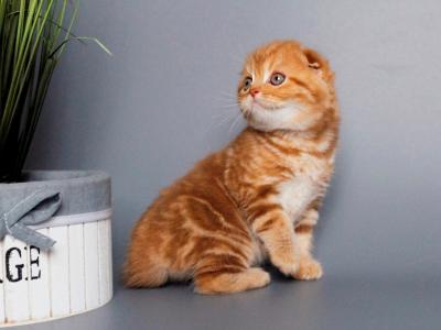 Scottish A Simba - Scottish Fold - Gallery Photo #1