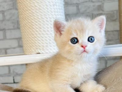 Archi2 British - British Shorthair - Gallery Photo #1