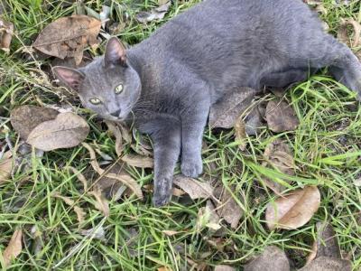 Mr Putin - Russian Blue - Gallery Photo #1