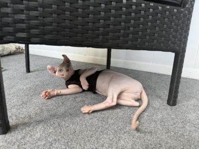 Female Sphynx Kitten - Sphynx - Gallery Photo #1