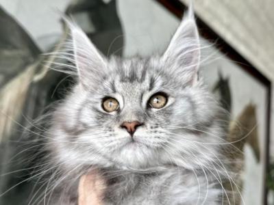 Foxxy - Maine Coon - Gallery Photo #1