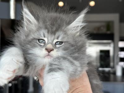 Blizzard X  Siberia Litter - Maine Coon - Gallery Photo #1