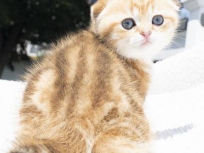 Leo - Scottish Fold - Gallery Photo #1