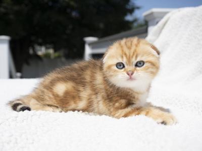 Max - Scottish Fold - Gallery Photo #1