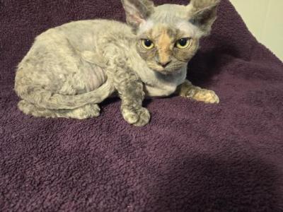 Bella - Devon Rex - Gallery Photo #1