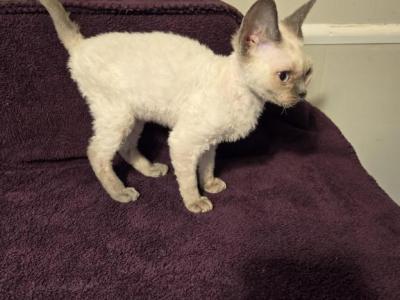 Sarah Jane - Devon Rex - Gallery Photo #1