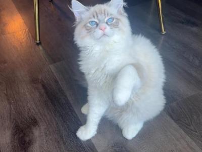 Lynxragdoll - Ragdoll - Gallery Photo #1