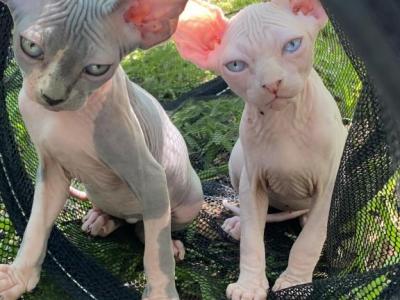 Rose - Sphynx - Gallery Photo #1