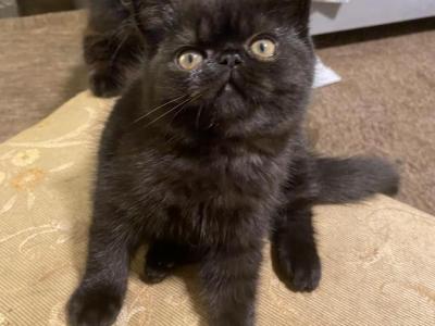 Exotic Shorthair Male - Exotic - Gallery Photo #1