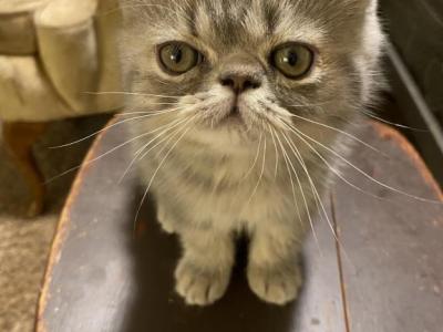 Gray Exotic Shorthair Male - Exotic - Gallery Photo #1