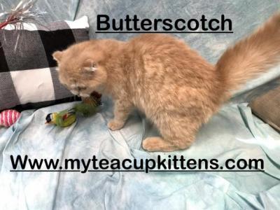 Butterscotch - Persian - Gallery Photo #1