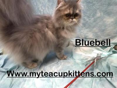 Bluebell - Persian - Gallery Photo #1