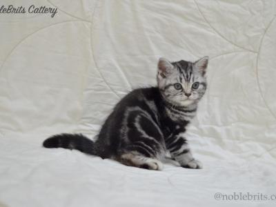 NobleBrits Dolly - British Shorthair - Gallery Photo #1