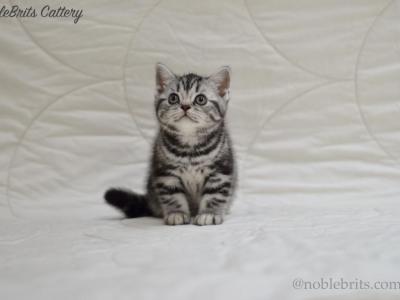 NobleBrits Daisy - British Shorthair - Gallery Photo #1