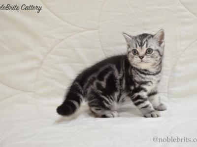 NobleBrits Diamond - British Shorthair - Gallery Photo #1