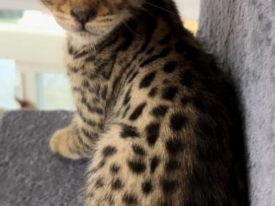 F2 Savannah Kittens - Savannah - Gallery Photo #1