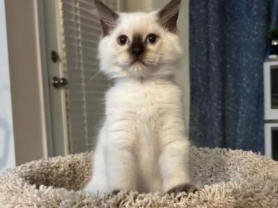 Skye's Kittens - Ragdoll - Gallery Photo #1