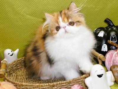 Show Quality Calico Female Purebred Persian Kitten - Persian - Gallery Photo #1