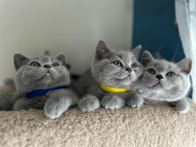 British Blue Kittens - British Shorthair - Gallery Photo #1