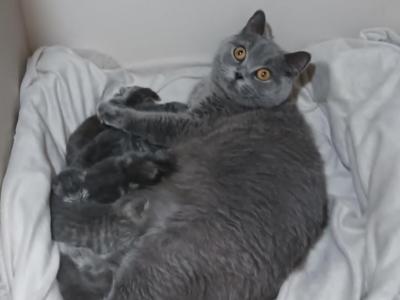 Madame Pumpkin The Great - British Shorthair - Gallery Photo #1