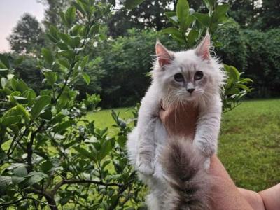 Siberian British Short Hair - British Shorthair - Gallery Photo #1