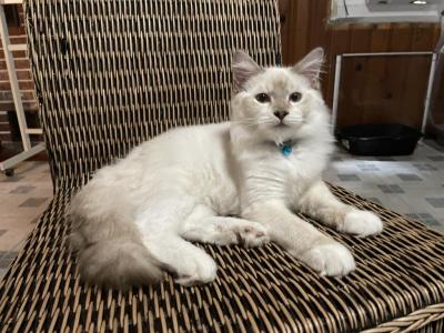 Benjamin - Ragdoll - Gallery Photo #1