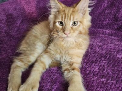 Triton The Little Mermaid Litter - Maine Coon - Gallery Photo #1