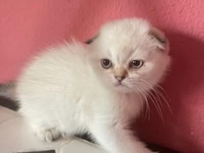 Tetyana - Scottish Fold - Gallery Photo #1