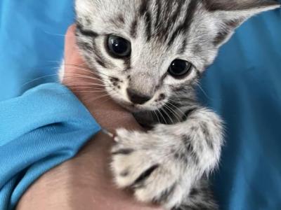 Silver Boy One - Bengal - Gallery Photo #1