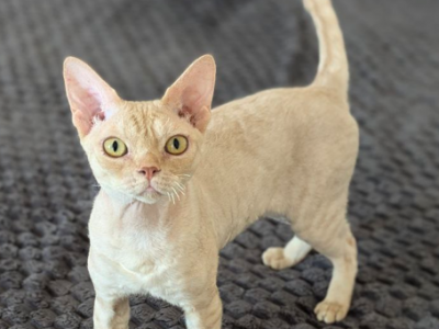 Lexus - Devon Rex - Gallery Photo #1