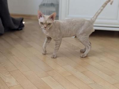 Lexus - Devon Rex - Gallery Photo #1