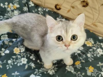 Anica - Scottish Fold - Gallery Photo #1