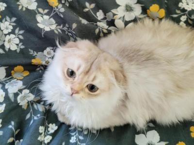 Adar - Scottish Fold - Gallery Photo #1