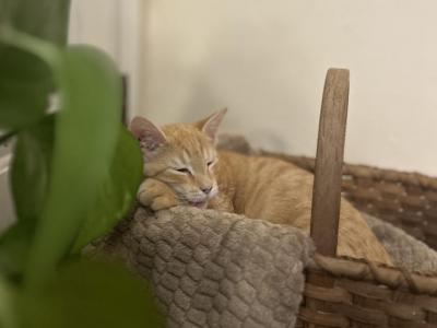 Orange Tabby - Domestic - Gallery Photo #1