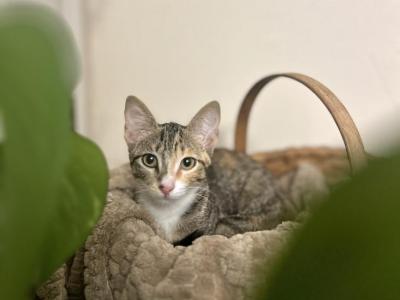 Calico Tabby - Domestic - Gallery Photo #1