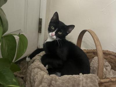 Tuxedo - Domestic - Gallery Photo #1