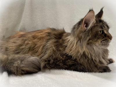 Zamilla - Maine Coon - Gallery Photo #1