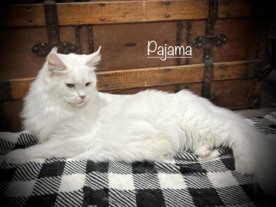 Pajama - Maine Coon - Gallery Photo #1