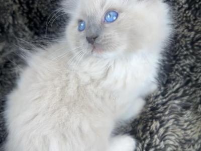 Ash - Ragdoll - Gallery Photo #1