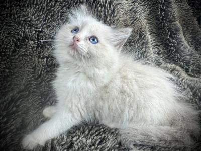 Chillie Billie - Ragdoll - Gallery Photo #1